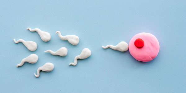 Double ovulation : peut-on ovuler plusieurs fois au cours d'un même cycle ?